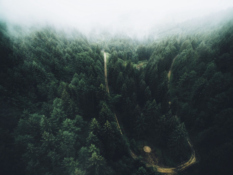 pine woodland, coniferous tree, road, tranquil scene, pine tree, environment, outdoors, landscape, green color, leafed, nature, lush foliage, fog, beauty in nature