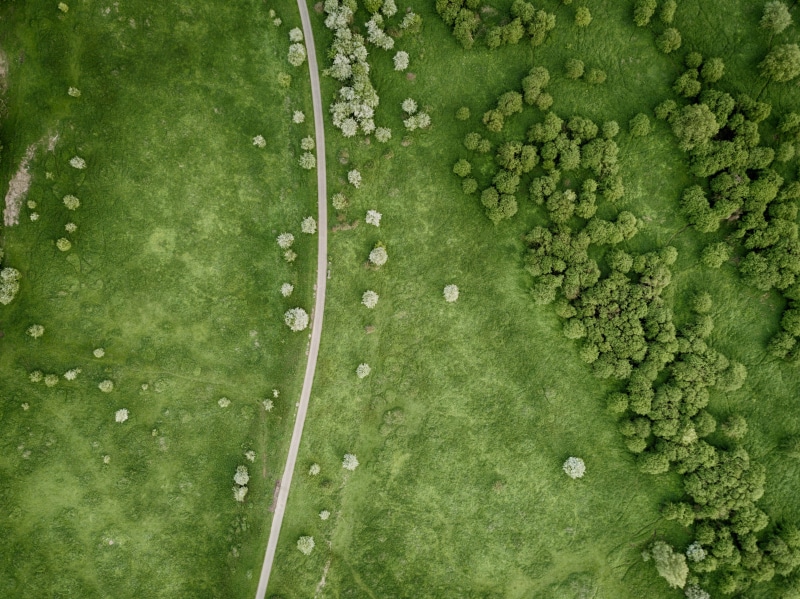 healthy eating, growth, tree, pattern, forest, plains, day, photo, water, aerial view, from above, backgrounds, wood, nature, 4K, grass, no people, small road