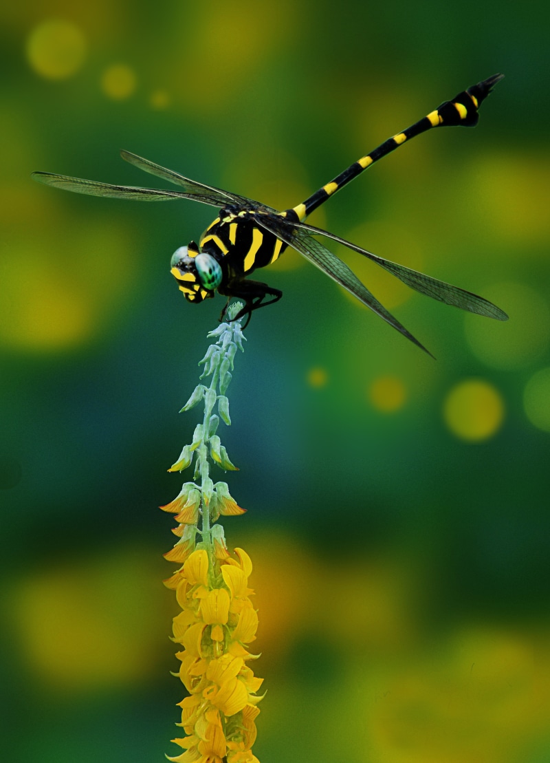 focus, 4K, Dragonfly, close-up, animal, wildlife, flower bud, bud, insect, selective, black, photography, dragonflies, flower, nature, selective focus