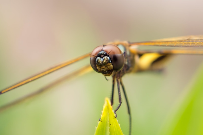 Insect, animal planet, daytime, sel50f18, Portrait, shallow, Outdoor, green leaf, photography, leaf, 10mm, green, Extension Tube, focus, 2K, shallow focus