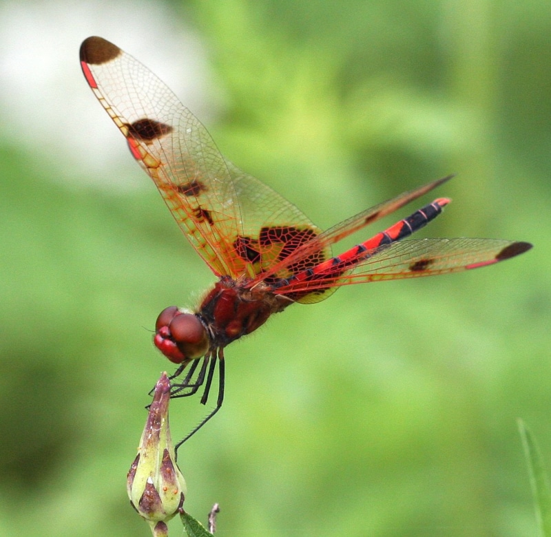 insect, dragonfly, Skimmer, close-up, Calico Pennant, pennant, 720P, red, black, red and black, photography, wildlife, macro, celithemis elisa, male, animal