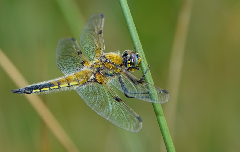 green plant, macro, summer, nature, perching, dragonfly, 1080P, skimmer, M3, Sony RX10, III, animal Wing, yellow, close-up, black, black Skimmer, Sony DSC