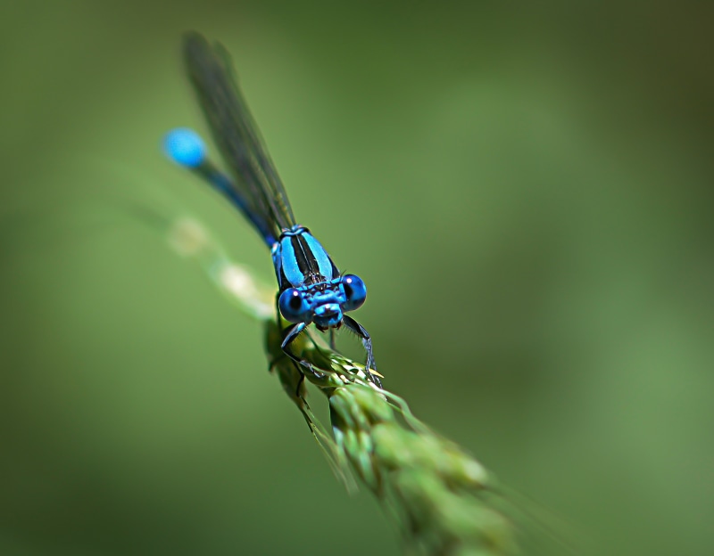 leaf, animal, black, green leaf, Damselfly, summer, Blue Eyes  blue, wildlife, insect, nature, blue, dragonfly, Macro, 5K, green, close-up