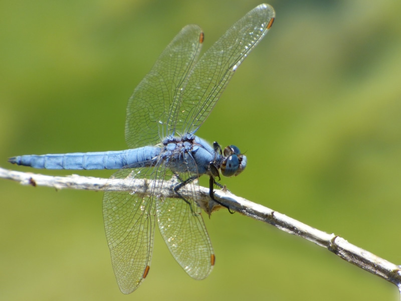 blue dragonfly, one animal, animal themes, plant, winged insect, plant part, Dragonfly, no people, day, beauty In Nature, wildlife, close-up, animals in the wild