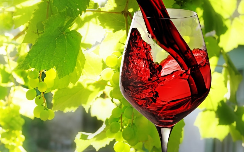 alcohol, plants, clear, red, freshness, vines, glass - material, close-up, refreshment, red wine, winemaking, glass, plant part, photography, plant, macro