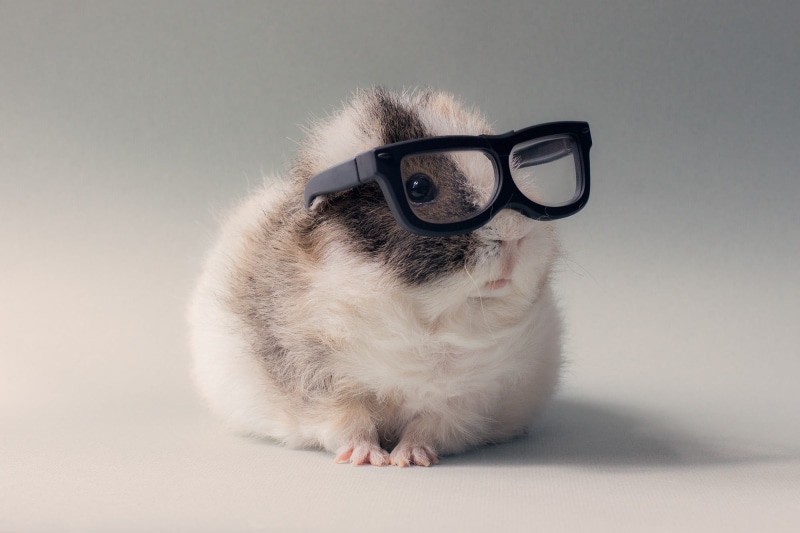 domestic cat, cat, cute, feline, black, one animal, animal hair, 1080P, animals, gray, mammal, animal eye, domestic, eyeglasses, sitting, small, studio shot