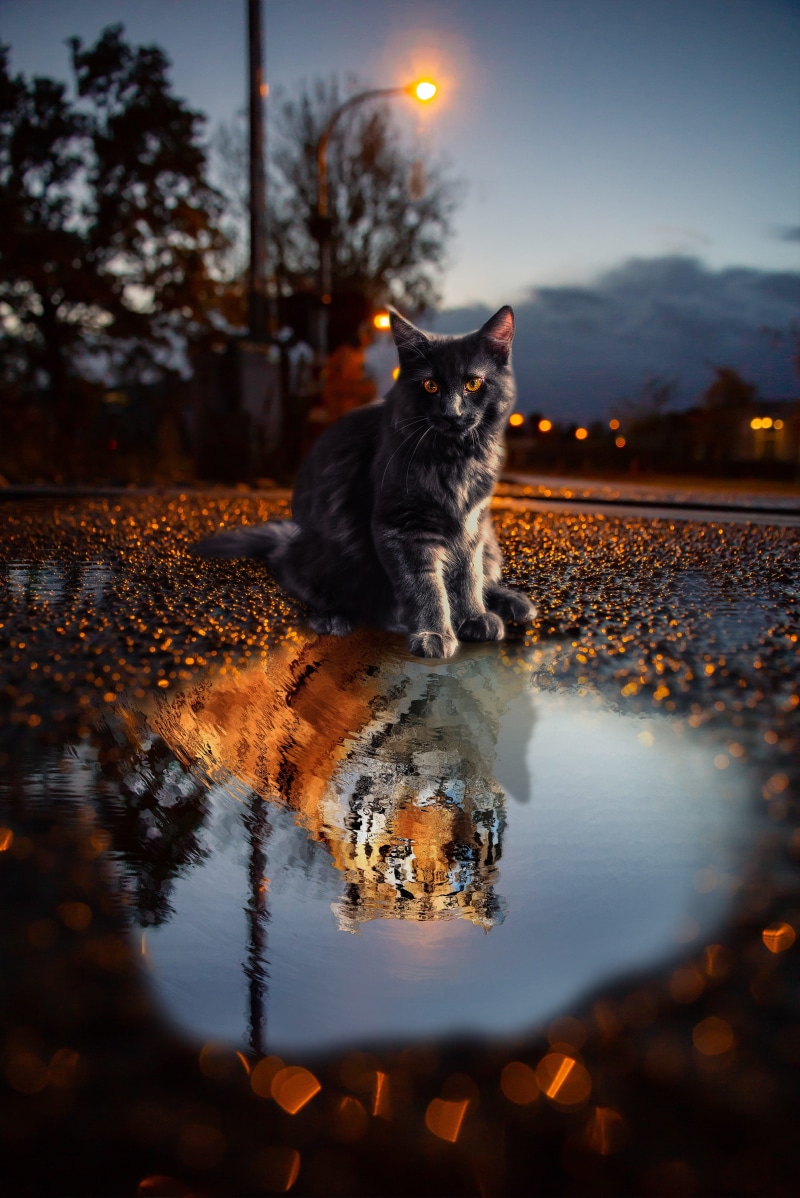face, tree, vertebrate, feline, domestic cat, animals, water, no people, nature, cat, domestic animals, danger, rain, one animal, tiger, pets, reflection