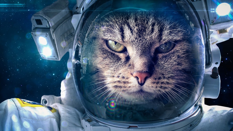 space, cat, 4K, space suit, funny, astronaut