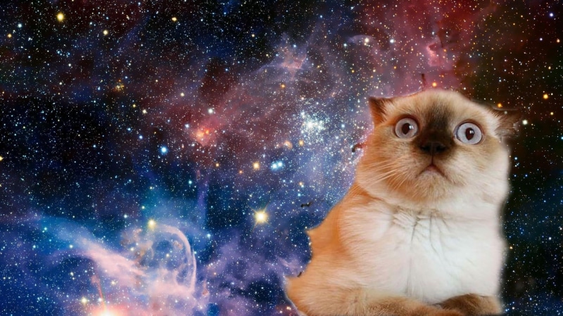 mammal, space, pets, illuminated, domestic, one animal, 1080P, star - space, confused, vertebrate, stars, whisker, sky, animal eye, feline, face, domestic animals