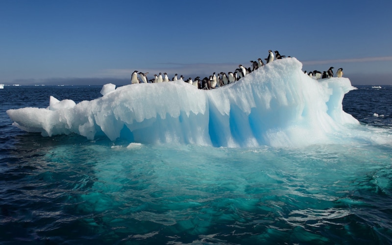 iceberg, sea, ice, 1080P, penguins