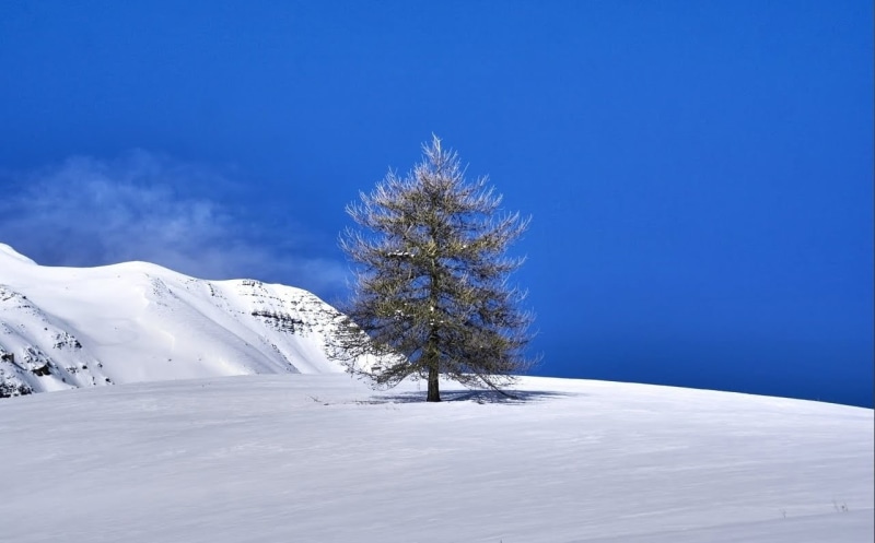 Seul, Trees, Mountain, cold - Temperature, forest, ice, white, pine, european Alps, landscape photography, winter, Neige, outdoors, Pine tree, South of France