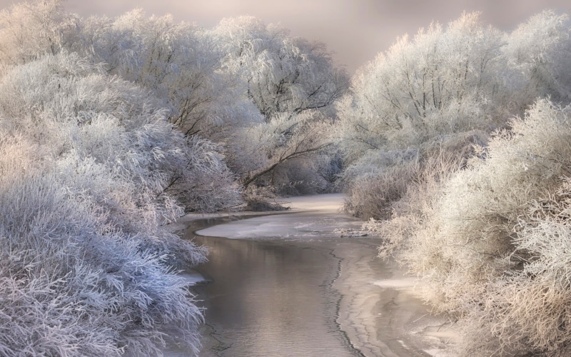 tree, day, no people, daylight, tranquil scene, river, tranquility, sky, landscape, trees, nature, forest, outdoors, beauty in nature, flowing water, environment