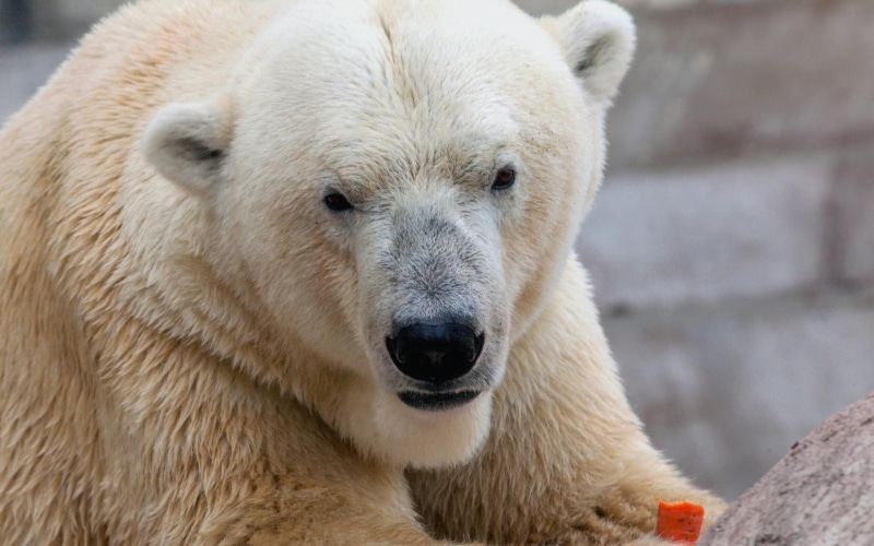 1080P, global warming, mammals, Extinction, polar bears, animals