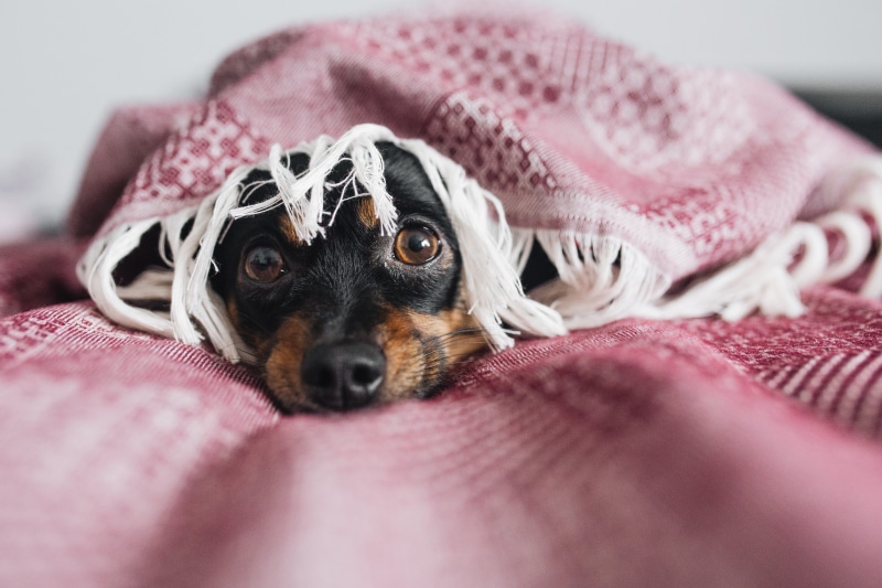 5K, sad, looking at camera, chihuahua - dog, animal themes, bed, domestic, cozy, domestic animals, one animal, purebred dog, life, cowardly, mammal, indoors