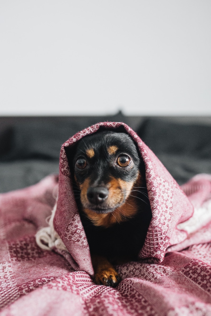 canine, life, indoors, real, courage, portrait, cold, animal, puppy, textile, scared, 4K, mammal, looking at camera, dog, vertebrate, one animal, cosy