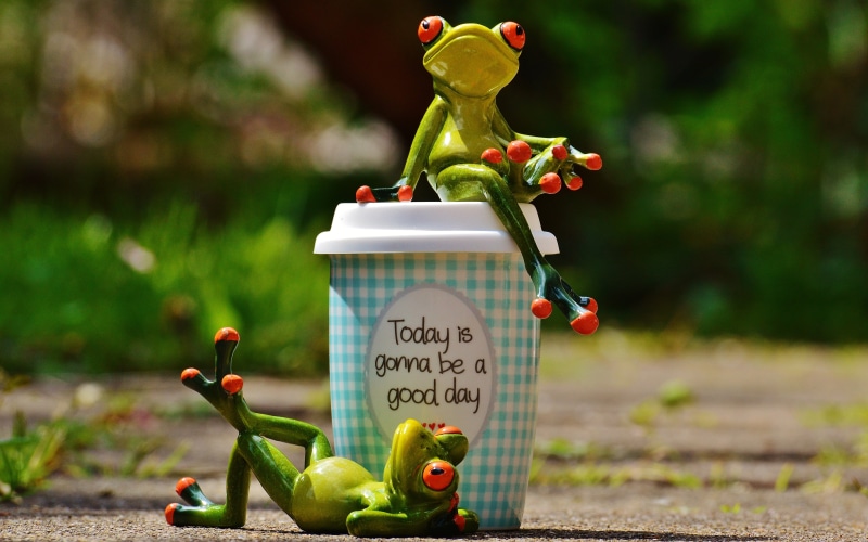 outdoors, life is beautiful, good mood, sweet, courage, nature, tree, frog, funny, container, pep talk, cheerful, happy, food, communication, focus on foreground
