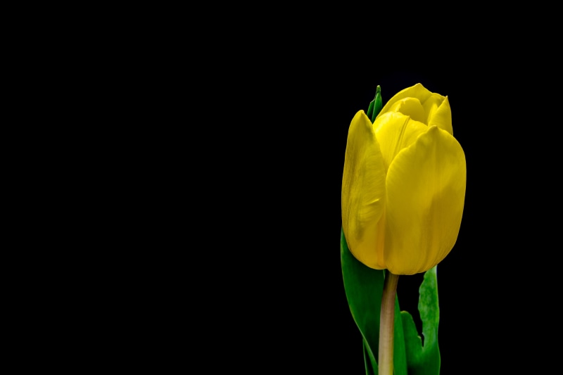 black background, selective, tulip, cut out, still life, no People, hardhat, photography, vulnerability, headwear, beauty In Nature, indoors, freshness