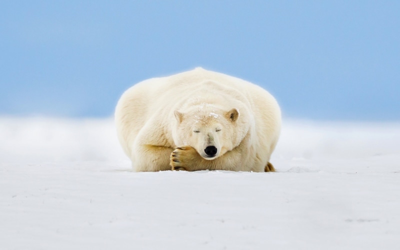 1080P, Polar, Bear, Snow, Ice, Alaska, Sleep