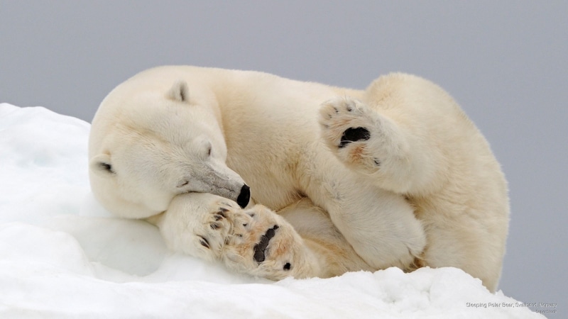 2K, svalbard, polar, sleeping, norway, Animals, bear