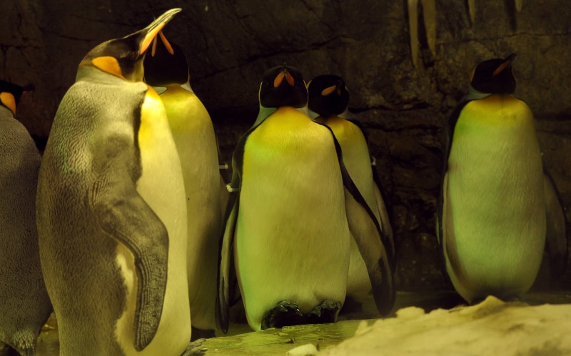 sleeping, 1080P, penguins