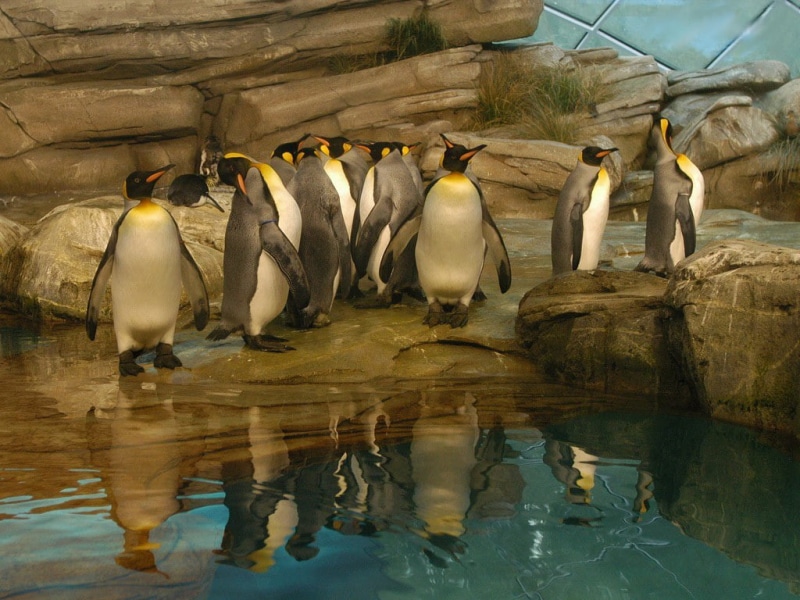 480P, line, hd, Penguins, animals, water, art, penguin, rocks