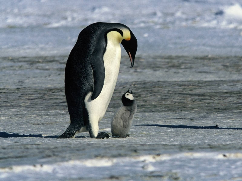 mother, animal, penguin, little, hd, little babies, m, babies, 720P, animals, snow, still