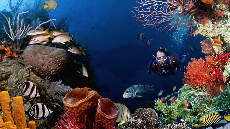 underwater, water, 1080P, divers, Microsoft Plus, Windows 98, diving, fish