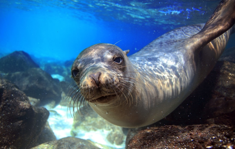 bottom, close-up, Sea Lion, animal, blue, island, tourism, Galapagos, 5K, diving, Worlds best diving sites, underwater, Ecuador
