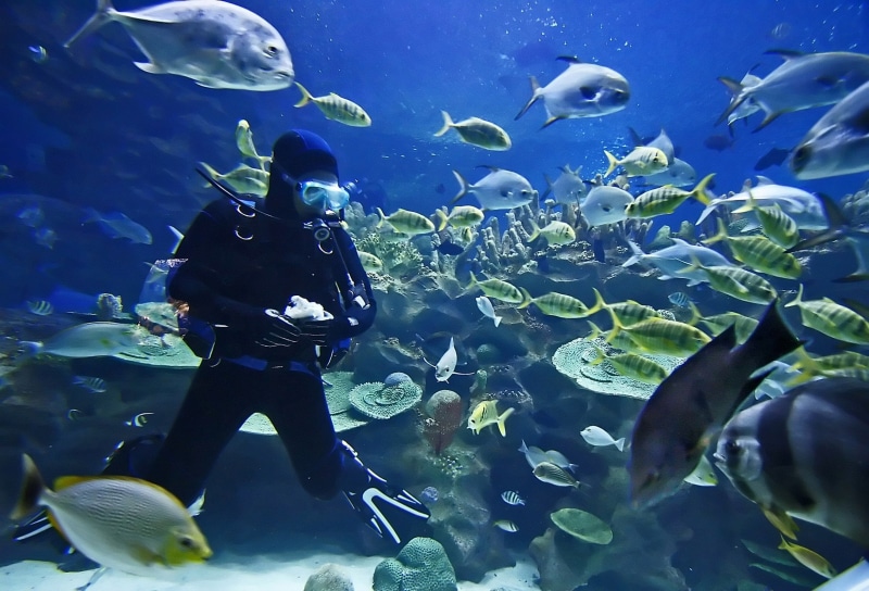 fish, scuba, diver, 1080P, sea, ocean, underwater, diving
