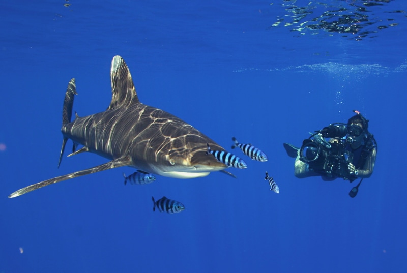 diver, shark, ocean, sea, 2K, diving, underwater, scuba