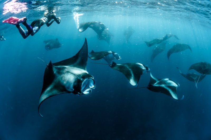 sports, animal themes, marine, sea, sport, photography, vertebrate, fish, large group of animals, grey, ecosystem, school of fish, no people, animal, undersea