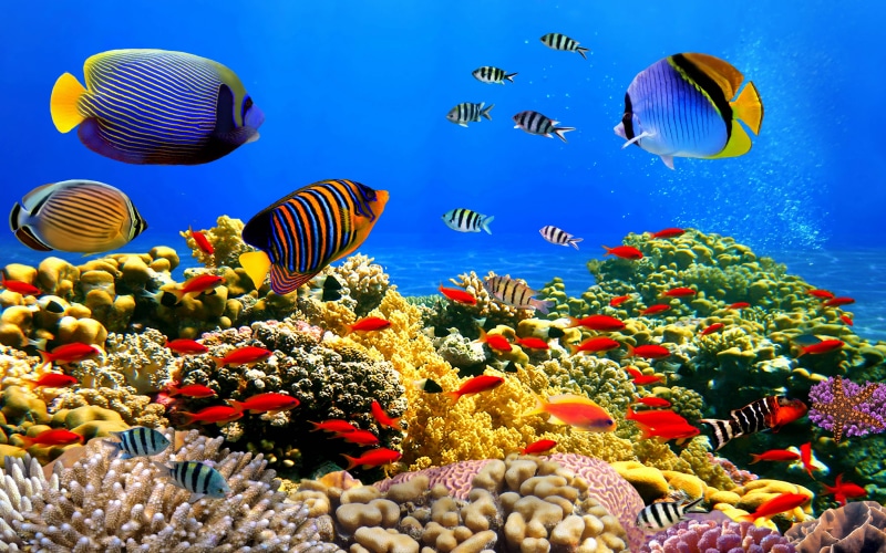 5K, tropical, underwater, coral, animal wildlife, invertebrate, animals in the wild, colorful, no people, water, vertebrate, school of fish, marine