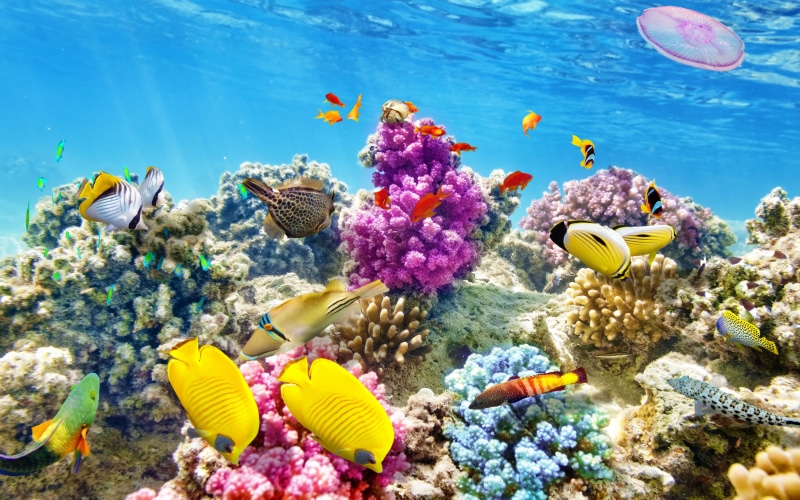 water, no people, animal wildlife, tropical, swimming, invertebrate, undersea, 4K, reef, animals in the wild, vertebrate, fish, animal themes