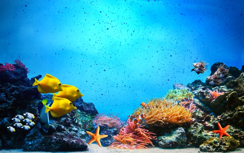 groups, scene, coral, animals in the wild, vertebrate, 4K, invertebrate, clear, ocean, sea life, swimming, fish, water, beauty in nature, nature, blue