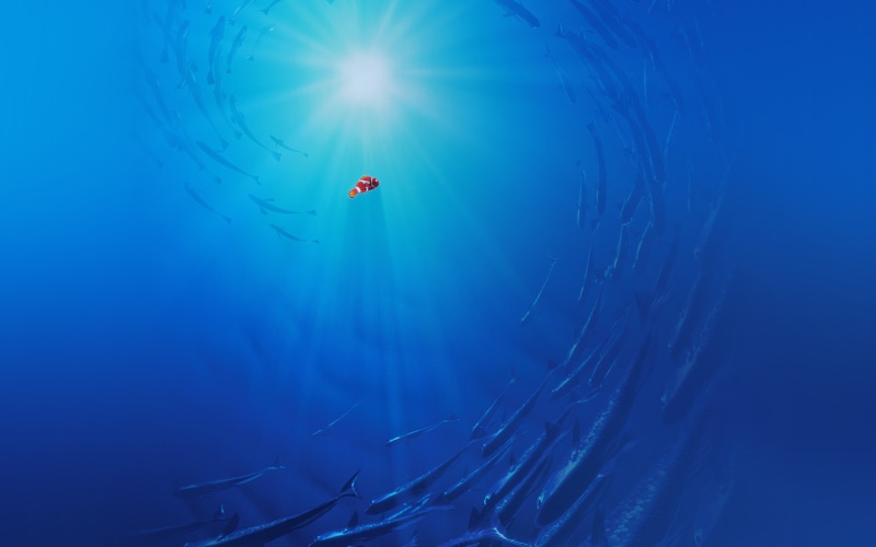 blue, animal themes, disney, 4K, beauty in nature, animals in the wild, underwater, cute, sunbeam, nemo, marine, lens flare, undersea, adventure, winter