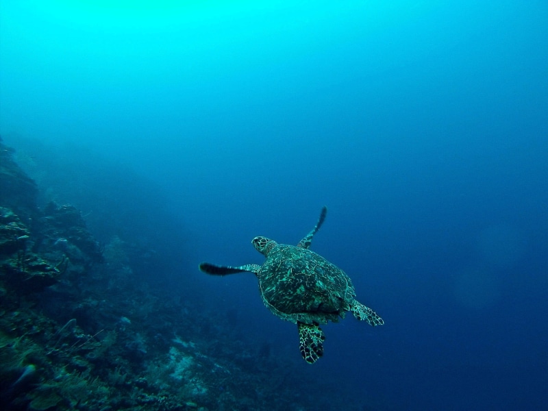 nature, water, underwater diving, no people, marine, reef, ocean, full length, swimming, turtle, vertebrate, animals in the wild, hondura, animal wildlife