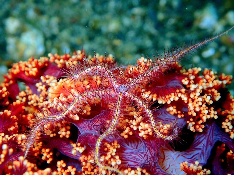 water, mollusc, sea Life, undersea, manado, aquatic, sea, outdoors, crustacean, tropical, indonesia, saltwater, diving, coral, fauna, underwater, environment