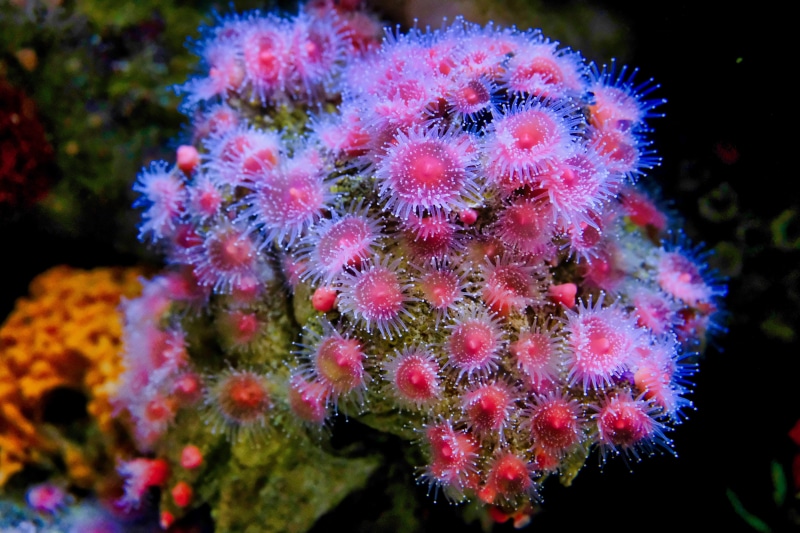 christmas tree, animal, growth, marine, sea life, aquatic, no people, animal themes, tree, plant, coral, alcyonacea, ornament, ocean, sea, beauty in nature