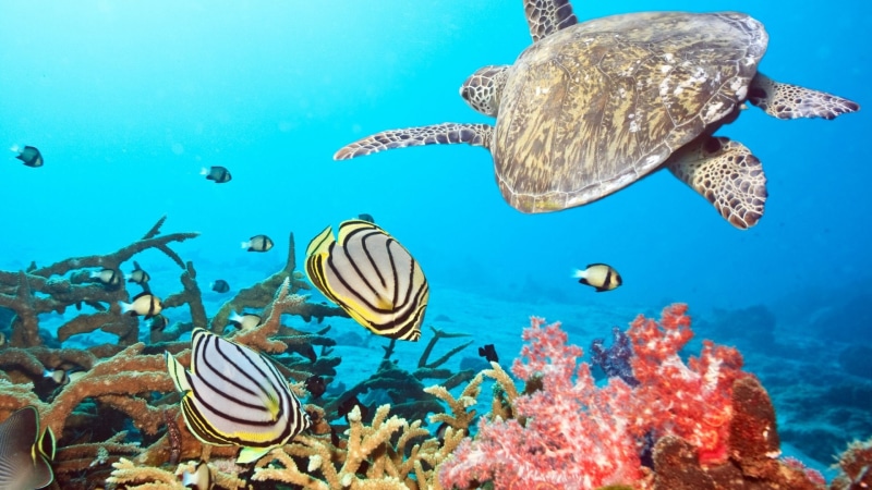 1080P, tortoise, turtle, underwater, fish, hd, ocean, animals