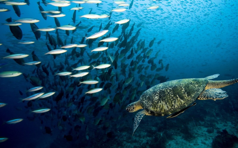 marine, water, no people, group of animals, nature, animals In The Wild, wildlife, animal themes, underwater, 1080P, sea, brown, swimming, blue, swimming Animal