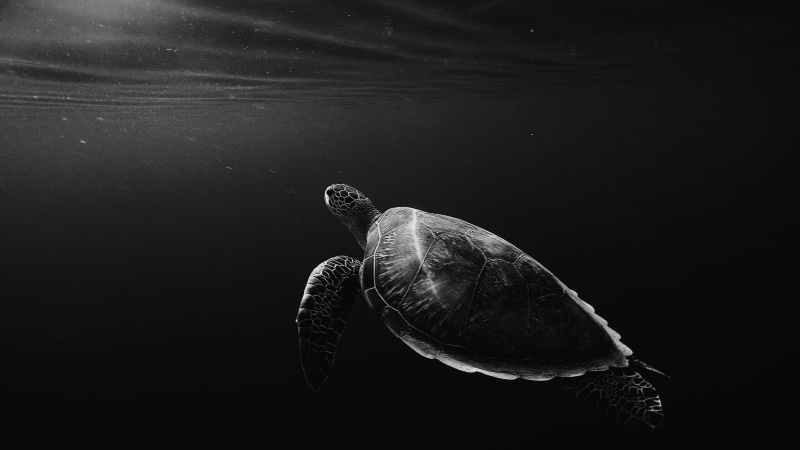 sea, black background, no people, sea life, black and white, animal themes, reptile, sea turtle, animal wildlife, turtle, tortoise, one animal, 4K, underwater