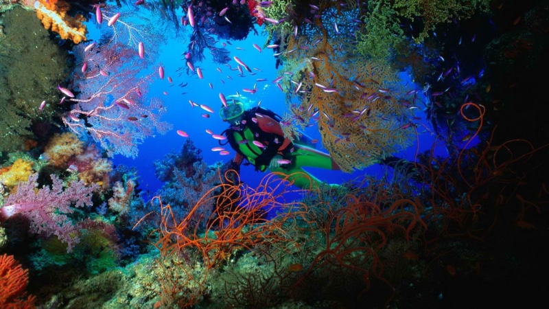 school, animals, coral, diver, fish, hd, scuba, sea, 1080P, life, ocean