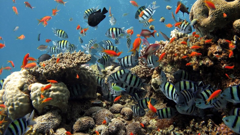 nature and landscapes, colorful, corals, nature, oceans, underwater, 1080P, fish