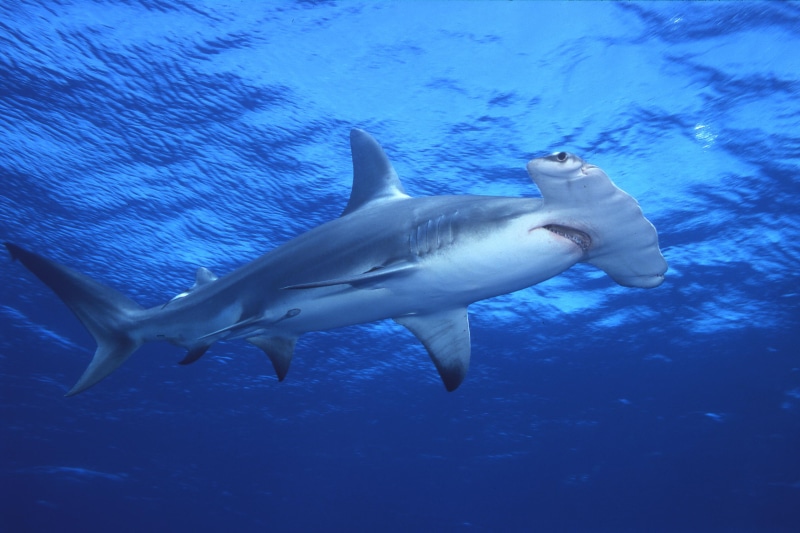 sea, animals in the wild, shark, water, martillo, underwater, animales, swimming, vertebrate, fish, peces, animal wildlife, 2K, animal themes, undersea