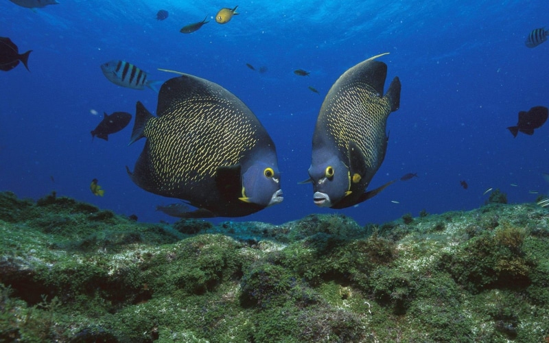 mar, water, group of animals, Animales, sea, animal themes, swimming, ecosystem, Arrecife, fish, vertebrate, animals in the wild, school of fish, undersea