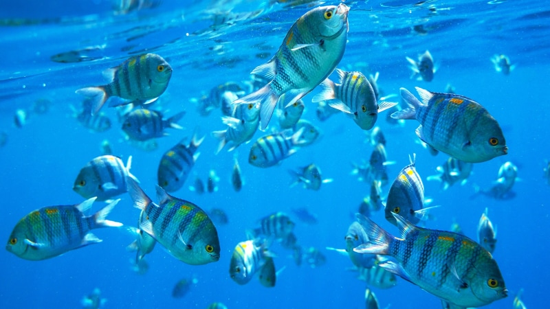 peces, banco, 2K, animales, azul
