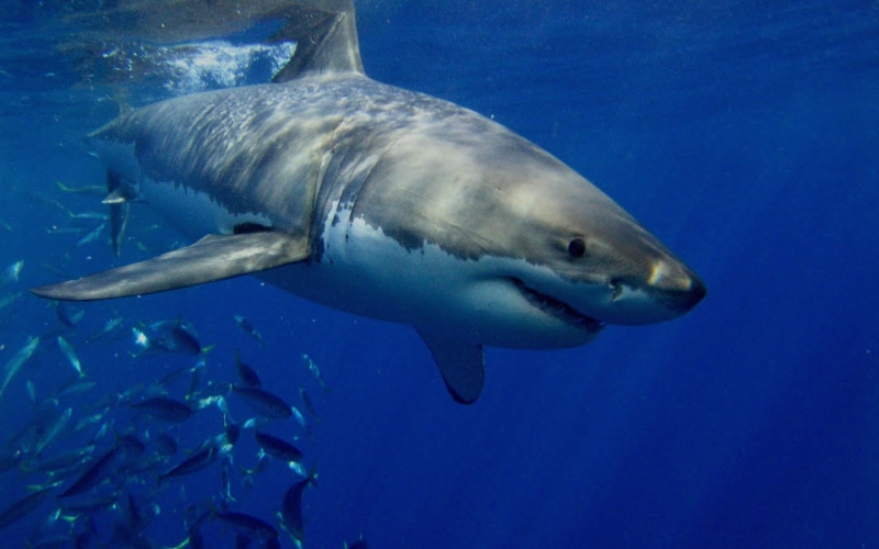 saltwater fish, marine, underwater diving, animal wildlife, water, vertebrate, swimming, Blanco, survival, underwater, 2K, no people, animal themes, mar