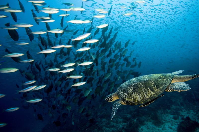 school of fish, vertebrate, no people, marine, 2K, sea, swimming, animal wildlife, fish, nature, tortuga, large group of animals, sea life, water, animal themes