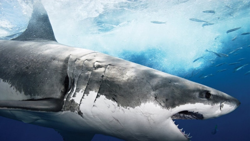 animal teeth, aggression, undersea, no people, Tiburon, Animales, underwater diving, animal head, vertebrate, saltwater fish, nature, sea, swimming, sea life