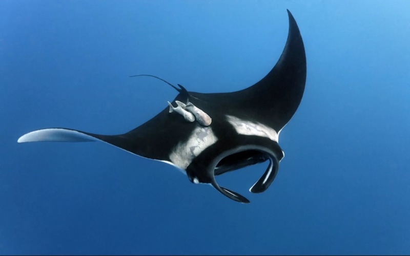 1080P, manta, raya, peces, animales